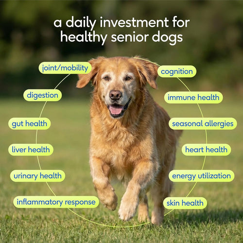 Royal Daily Senior Multivitamin Powder | 12-in-1 Joint Brain Immune Support for Senior Dogs