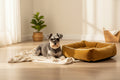 Dog lying on a brown pet bed against a white background